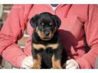 Rottweiler Puppy for sale in Reeds Spring, MO, USA