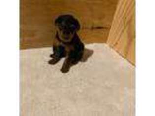 Airedale Terrier Puppy for sale in Wentzville, MO, USA
