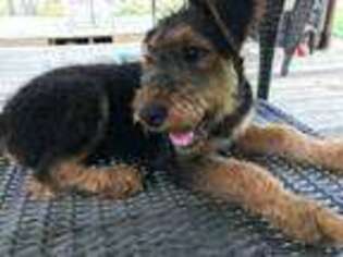 Airedale Terrier Puppy for sale in Fishers, IN, USA