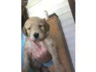 Goldendoodle Puppy for sale in Shallotte, NC, USA