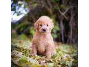 Goldendoodle Puppy for sale in San Francisco, CA, USA