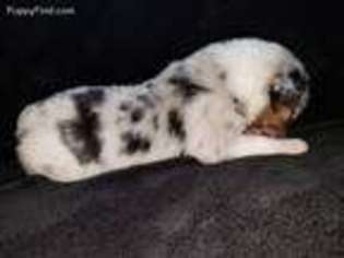 Australian Shepherd Puppy for sale in Oakridge, OR, USA