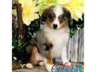 Miniature Australian Shepherd Puppy for sale in Cedar City, UT, USA