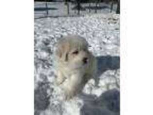 Tibetan Mastiff Puppy for sale in Rockville, MD, USA