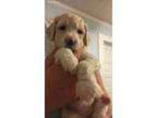 Goldendoodle Puppy for sale in Lamar, SC, USA