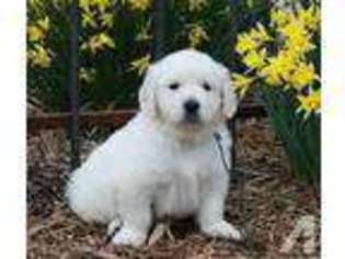 Golden Retriever Puppy for sale in HAMPTON FALLS, NH, USA