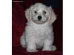 Havanese Puppy for sale in Sunman, IN, USA