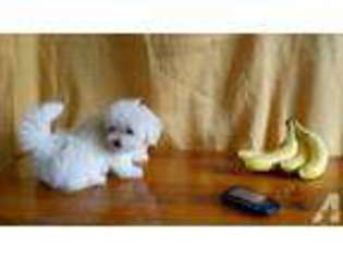 Maltese Puppy for sale in POMPANO BEACH, FL, USA