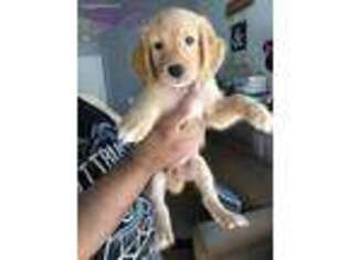 Golden Retriever Puppy for sale in Merced, CA, USA