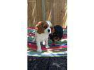 Cavalier King Charles Spaniel Puppy for sale in Grant, AL, USA
