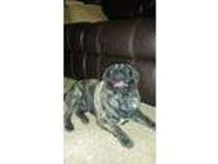 Pug Puppy for sale in Waukesha, WI, USA