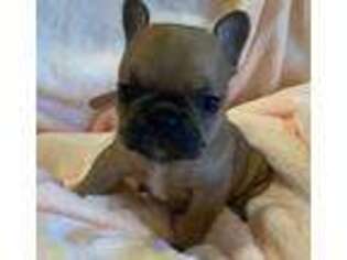 French Bulldog Puppy for sale in Rowley, MA, USA