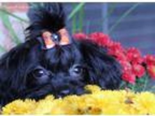 Russian Tsvetnaya Bolonka Puppy for sale in Waxahachie, TX, USA