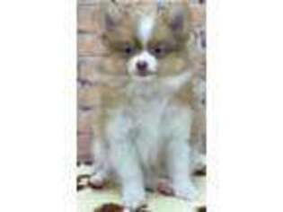 Pomeranian Puppy for sale in Plainfield, NJ, USA
