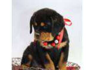 Rottweiler Puppy for sale in Waterville, MN, USA