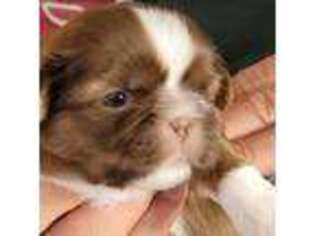 Mutt Puppy for sale in Thomaston, CT, USA