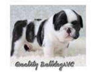 Bulldog Puppy for sale in Bakersfield, CA, USA