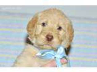 Labradoodle Puppy for sale in Saint Augustine, FL, USA
