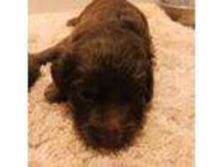 Mutt Puppy for sale in Mulino, OR, USA