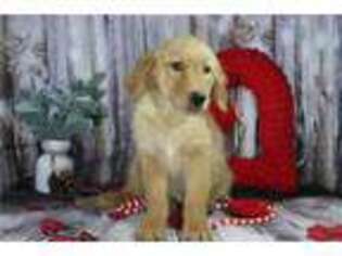 Golden Retriever Puppy for sale in Battle Creek, MI, USA