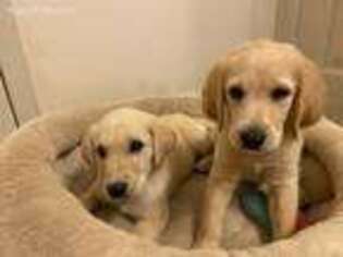 Labradoodle Puppy for sale in Orange, CA, USA
