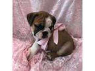 Bulldog Puppy for sale in Carthage, MS, USA