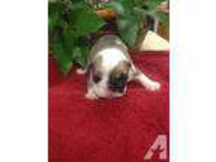 Bulldog Puppy for sale in TACOMA, WA, USA