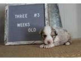 Miniature Australian Shepherd Puppy for sale in Austin, MN, USA