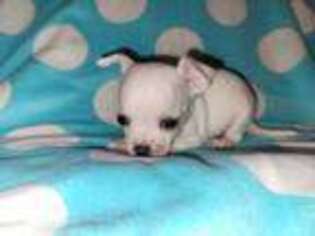 Chihuahua Puppy for sale in Ashland, WI, USA