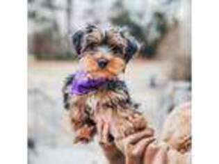 Yorkshire Terrier Puppy for sale in Gilbertsville, KY, USA