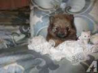 Pomeranian Puppy for sale in MAYWOOD, NE, USA