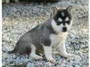 Alaskan Klee Kai Puppy for sale in Ripley, OH, USA