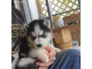 Siberian Husky Puppy for sale in Pahrump, NV, USA