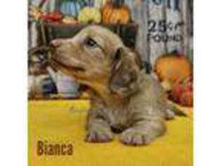 Dachshund Puppy for sale in Ben Wheeler, TX, USA
