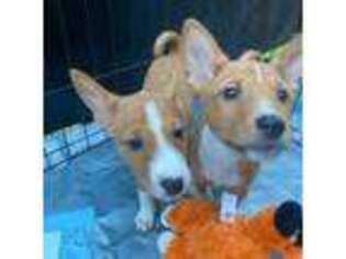Basenji Puppy for sale in San Bernardino, CA, USA