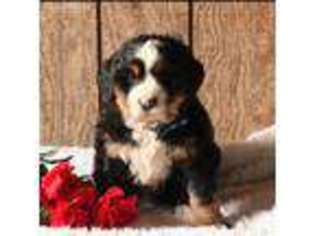 Bernese Mountain Dog Puppy for sale in Kirkwood, PA, USA