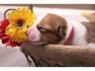 Pembroke Welsh Corgi Puppy for sale in Four Oaks, NC, USA