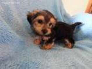 Mutt Puppy for sale in Marion, WI, USA