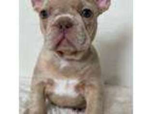 French Bulldog Puppy for sale in Hillsboro, OR, USA
