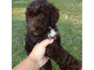 Goldendoodle Puppy for sale in Edgefield, SC, USA