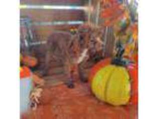 Mutt Puppy for sale in Bokchito, OK, USA