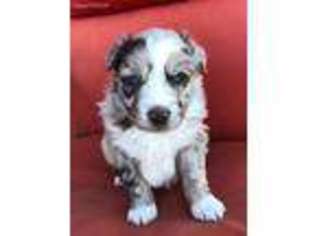Australian Shepherd Puppy for sale in Fyffe, AL, USA