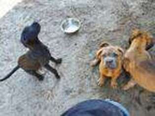 Cane Corso Puppy for sale in Eglin AFB, FL, USA
