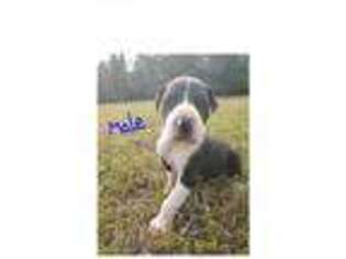 Great Dane Puppy for sale in Vine Grove, KY, USA
