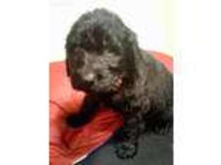 Labradoodle Puppy for sale in Princeton, TX, USA