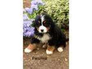 Bernese Mountain Dog Puppy for sale in Herndon, PA, USA