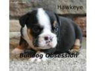 Bulldog Puppy for sale in Inwood, IA, USA