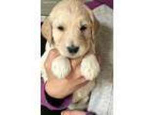 Mutt Puppy for sale in Freeport, IL, USA