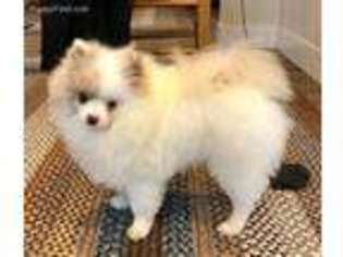 Pomeranian Puppy for sale in Carlyle, IL, USA
