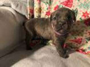 Cane Corso Puppy for sale in Glasgow, KY, USA